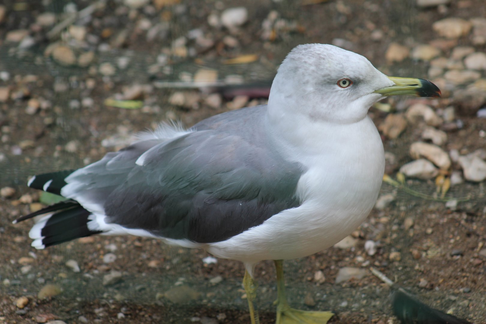 Black-Tailed Gull