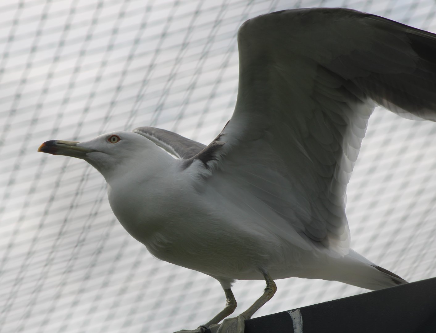 Black-tailed gull