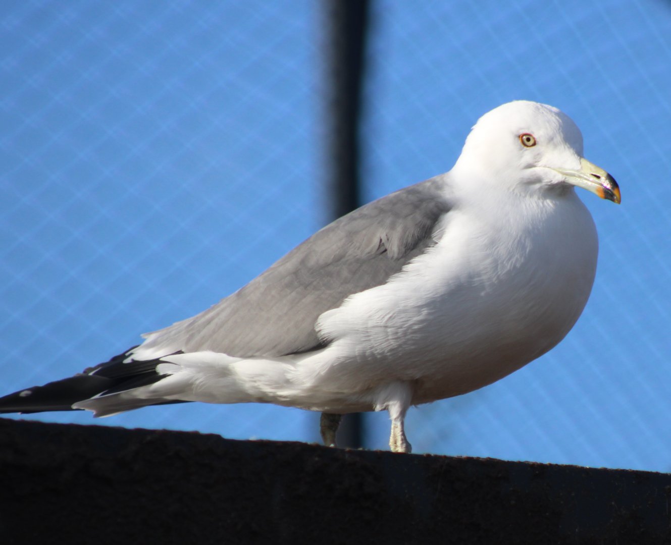 Black-tailed gull