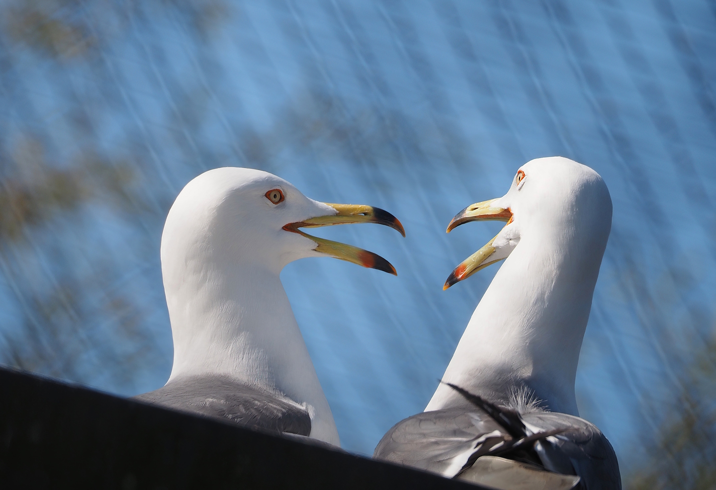 Black-tailed gulls (Larus crassirostris), 2025-04-12