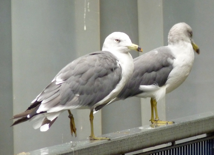 Black-tailed gulls (Larus crassirostris)