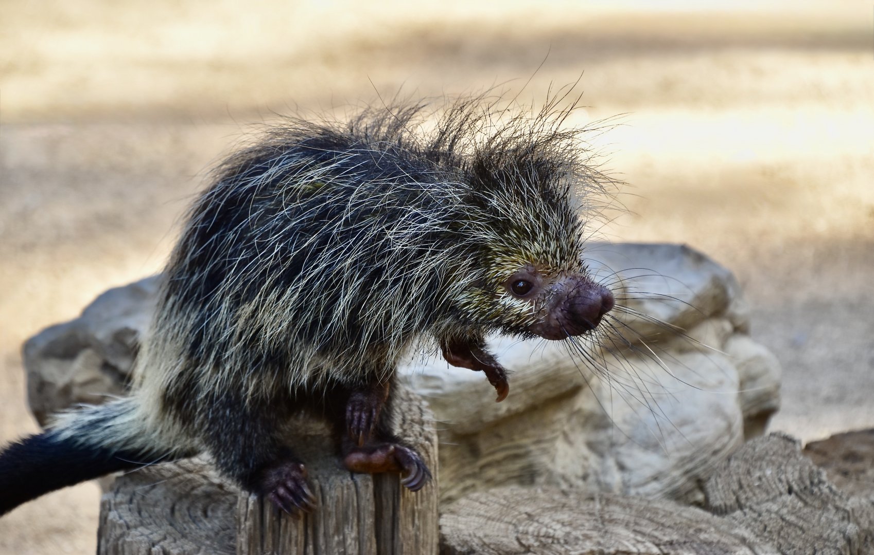 Black-Tailed Hairy Dwarf Porcupine (Coendou melanurus) - "Stabitha"