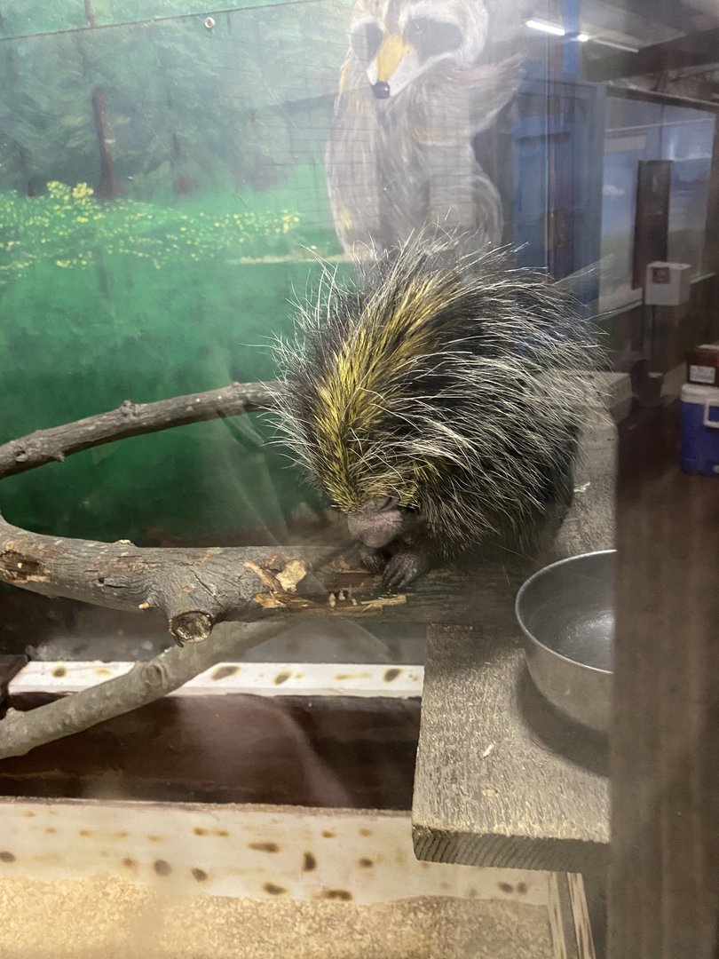 Black-Tailed Hairy Dwarf Porcupine (Coendou melanurus)