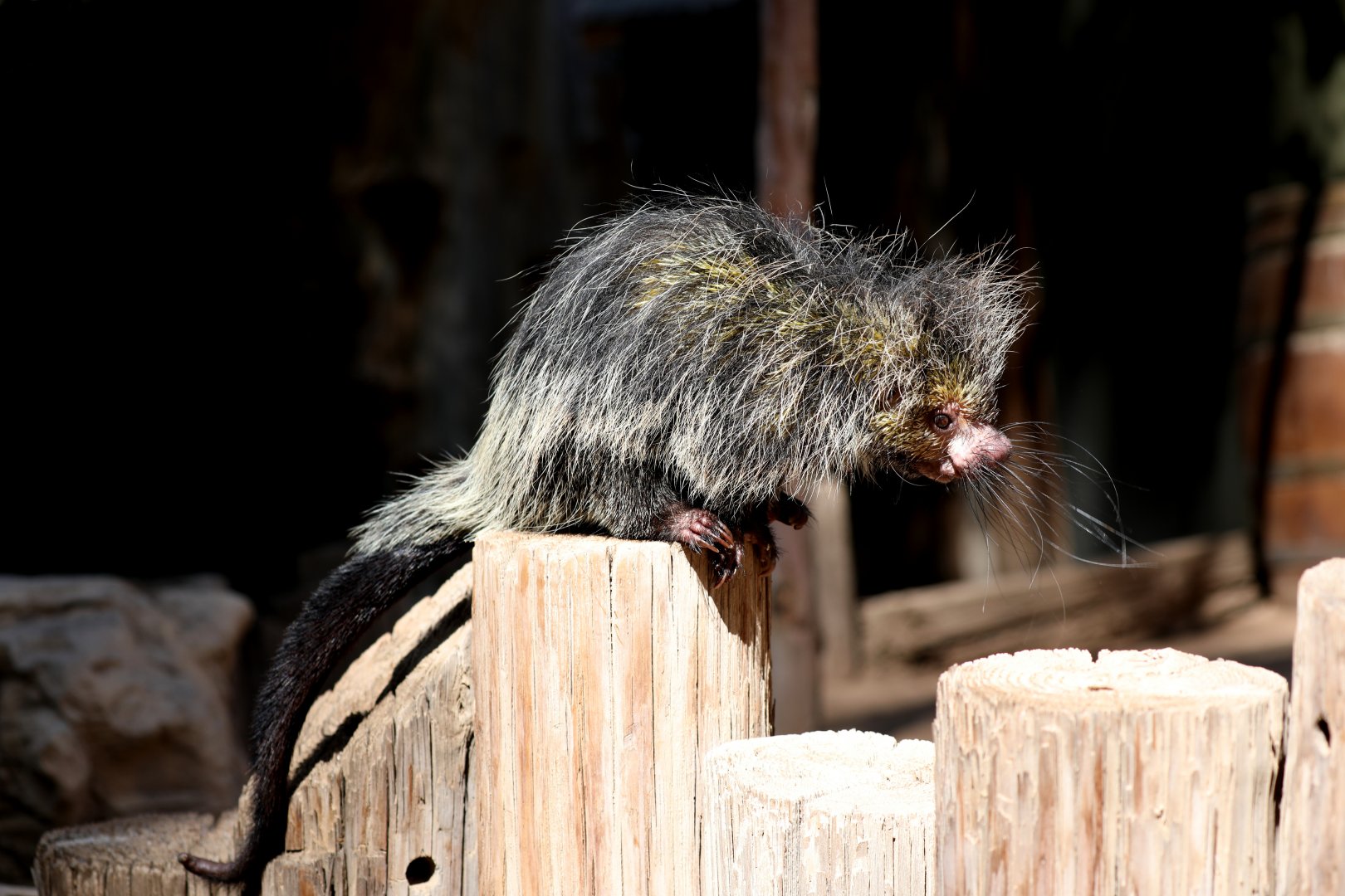Black-tailed Hairy Dwarf Porcupine (Coendou melanurus)