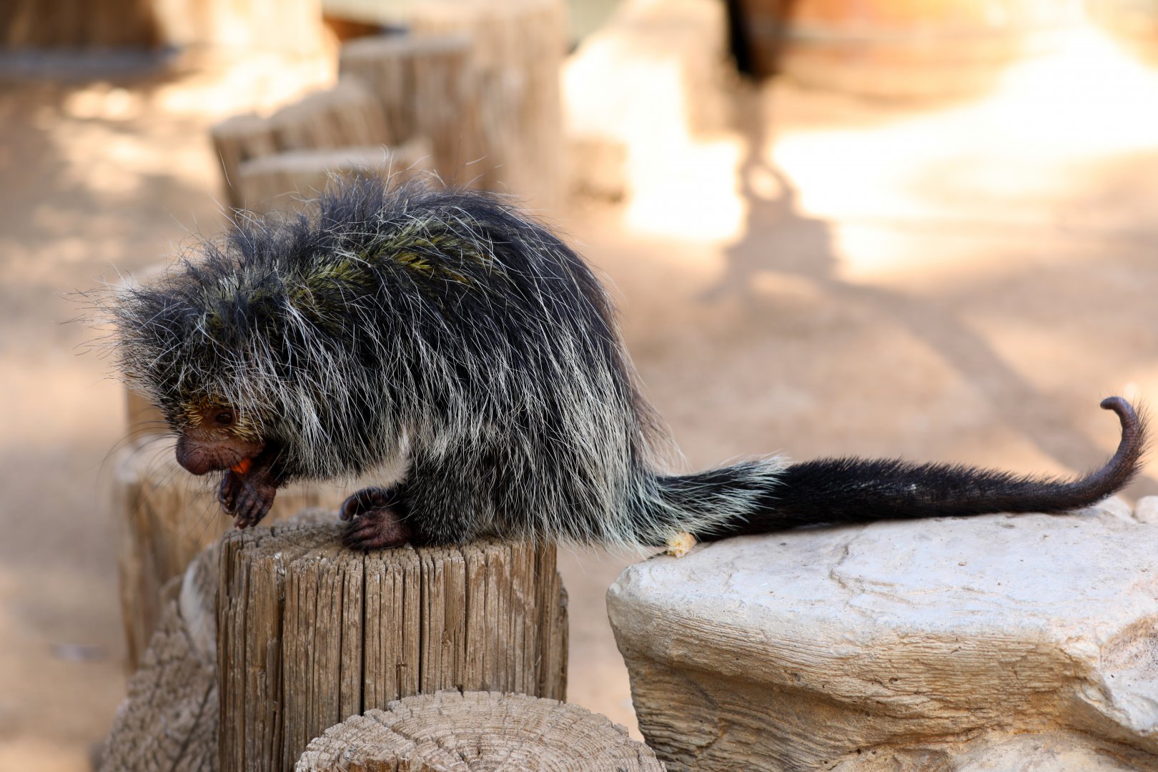 Black-Tailed Hairy Dwarf Porcupine (Coendou melanurus)
