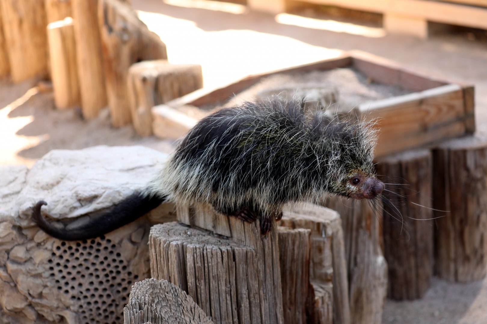 Black-Tailed Hairy Dwarf Porcupine (Coendou melanurus)