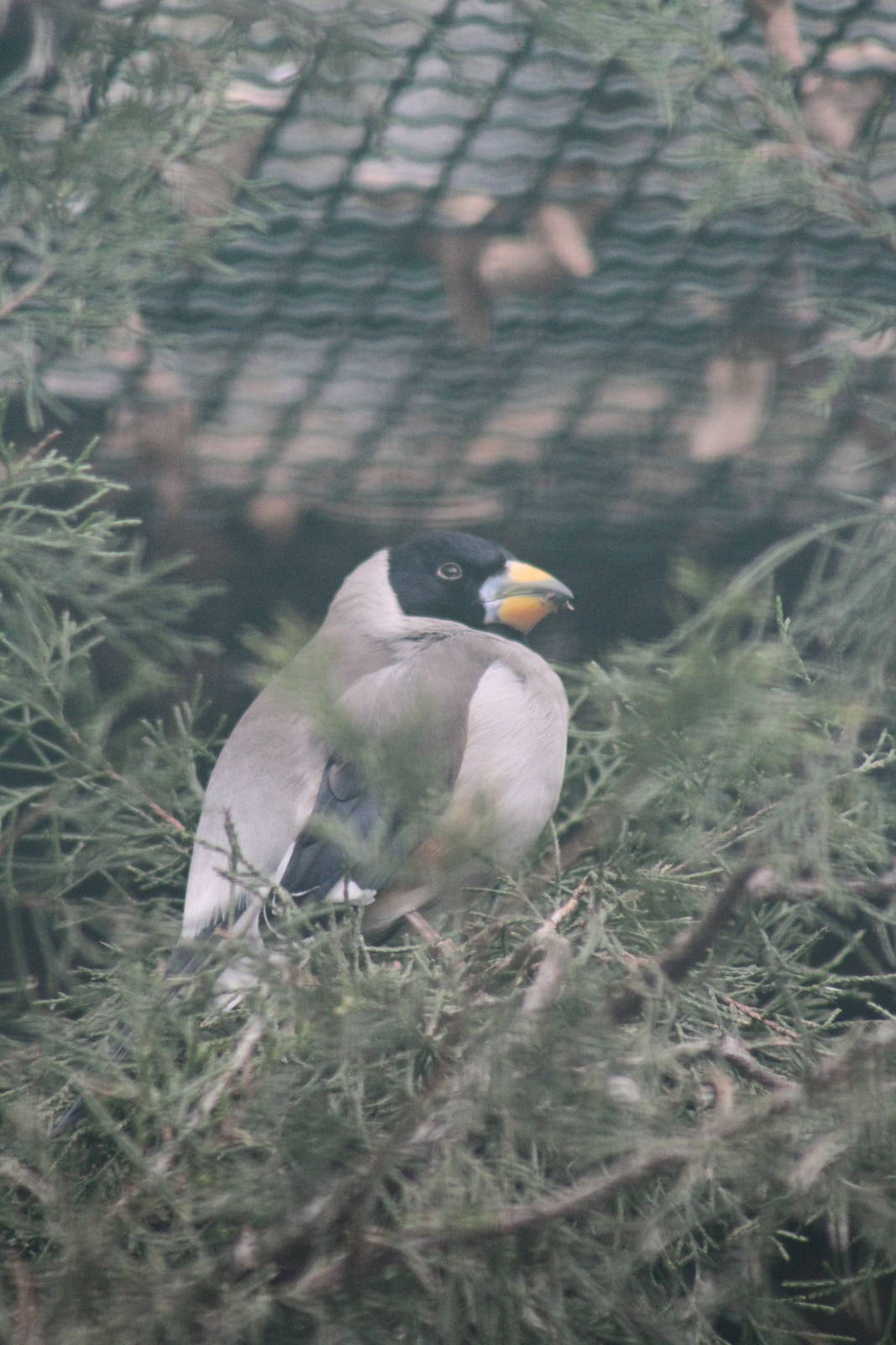 Black-tailed Hawfinch (Eophona migratoria)