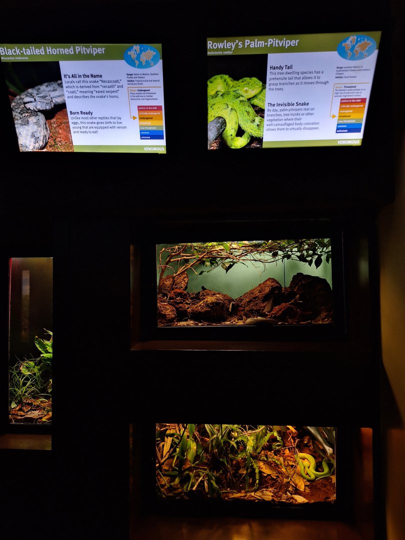 Black-tailed horned and Rowley's palm Pitviper enclosures