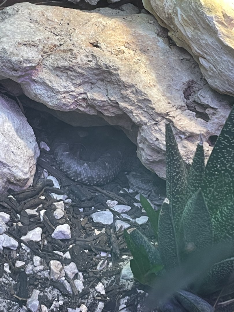 Black-tailed horned pit viper (Mixcoatlus melanurus)