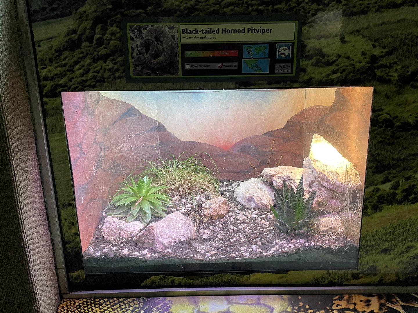 Black-tailed horned pit viper (Mixcoatlus melanurus)