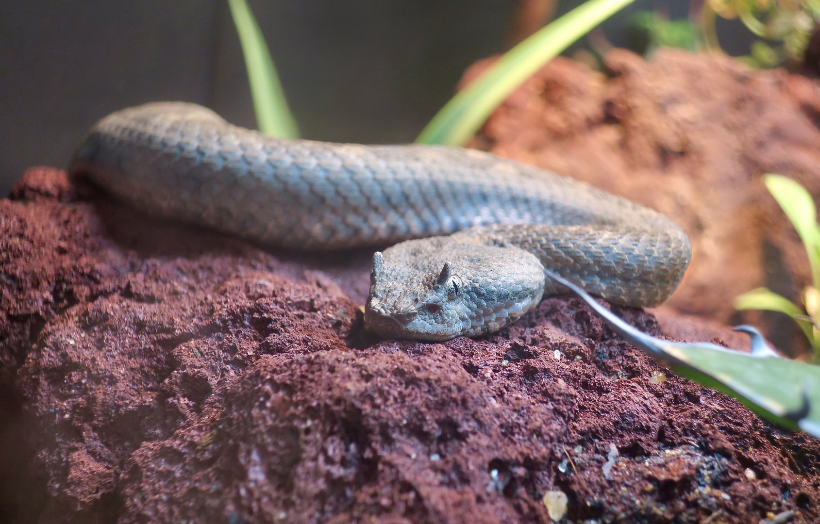 Black-Tailed Horned Pit Viper (Mixcoatlus melanurus)