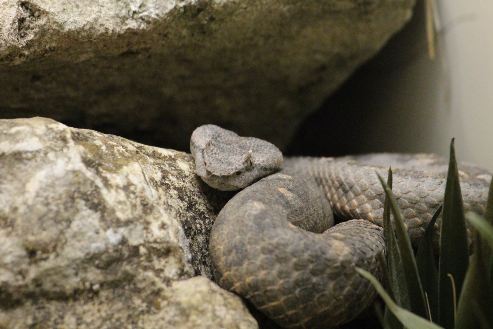 Black-tailed Horned Pit Viper