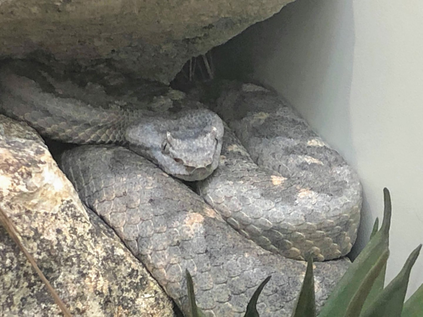 Black-tailed Horned Pit Viper