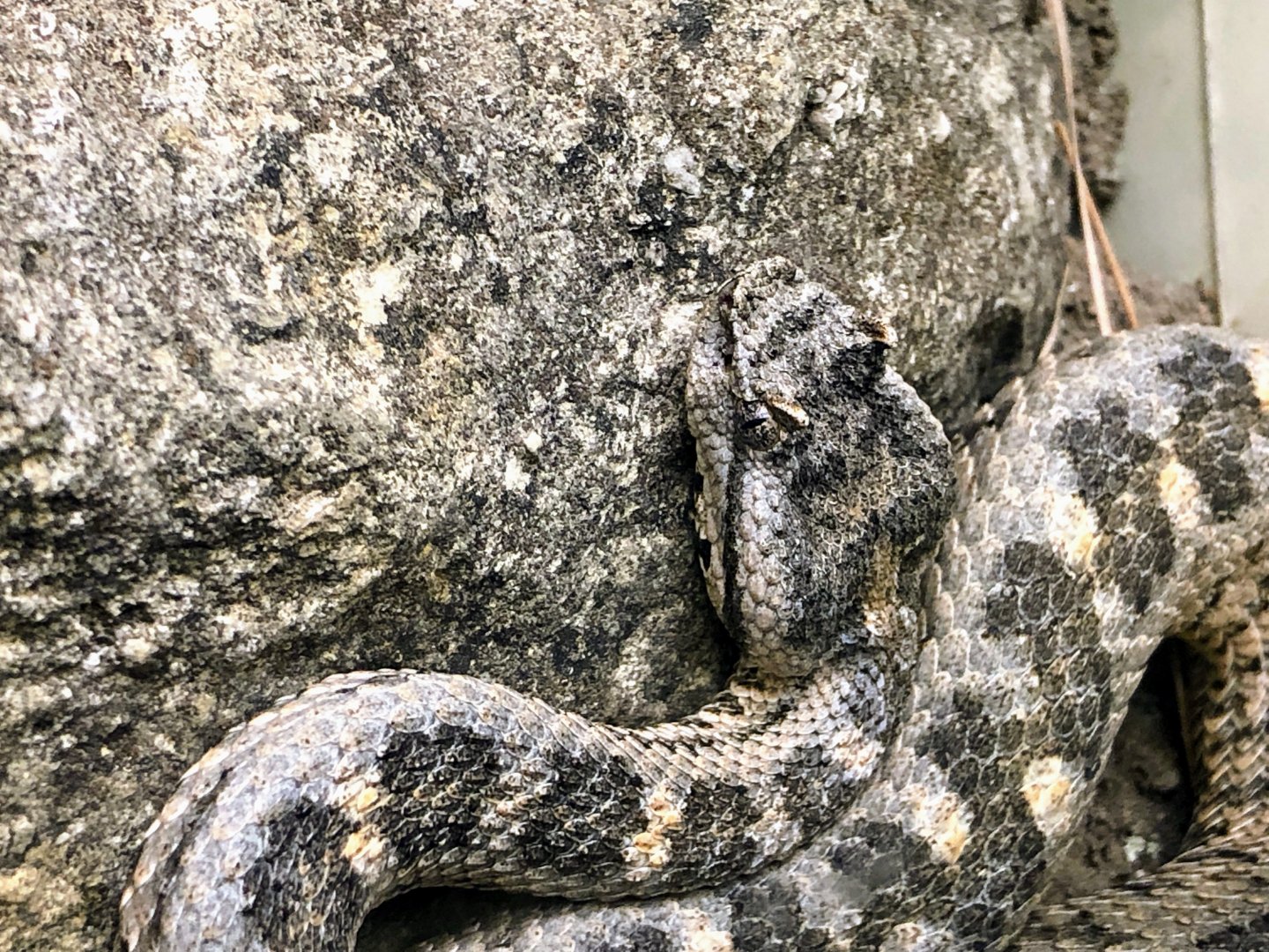 Black-tailed Horned Pit Viper