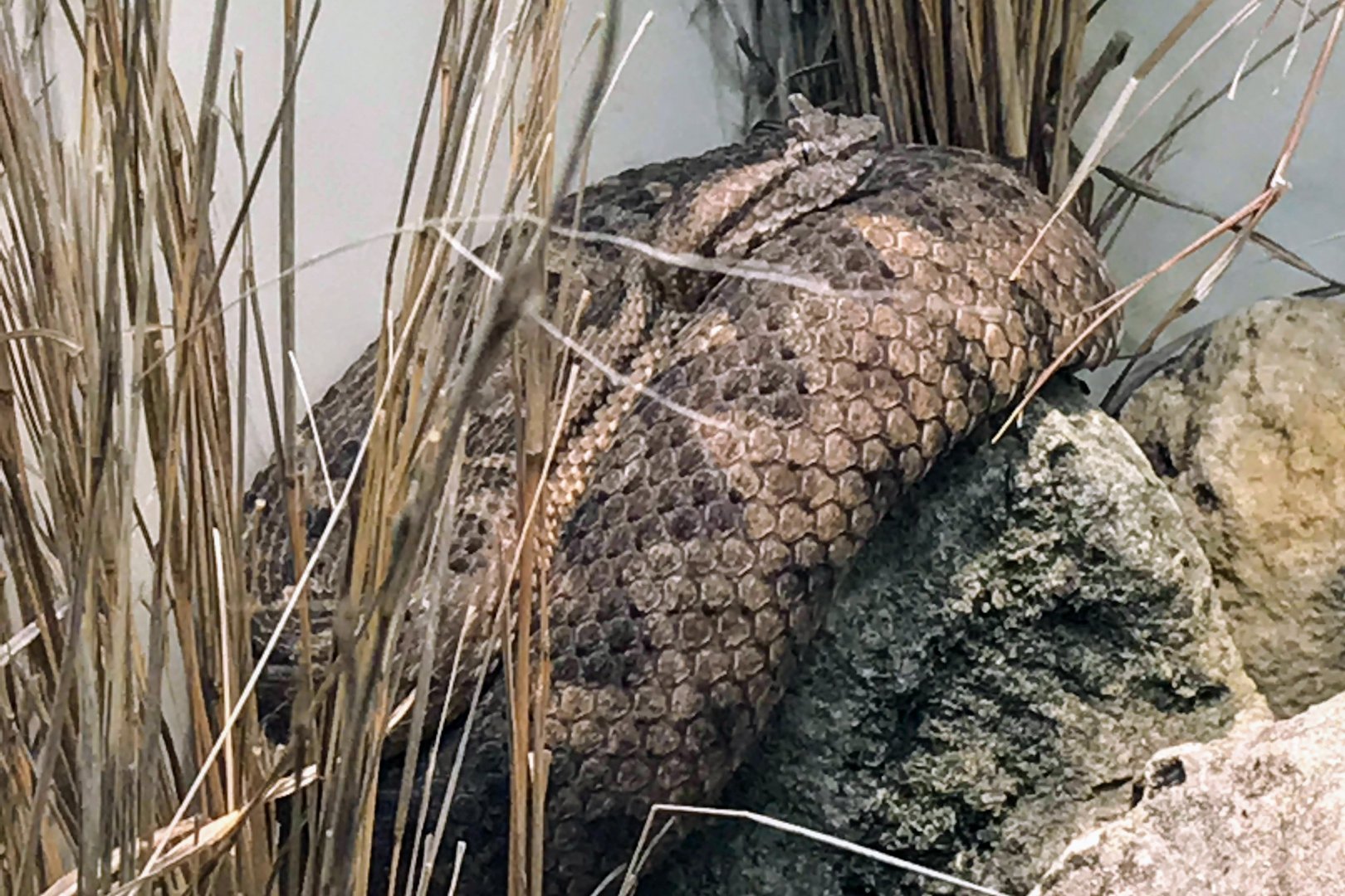 Black-tailed Horned Pitviper