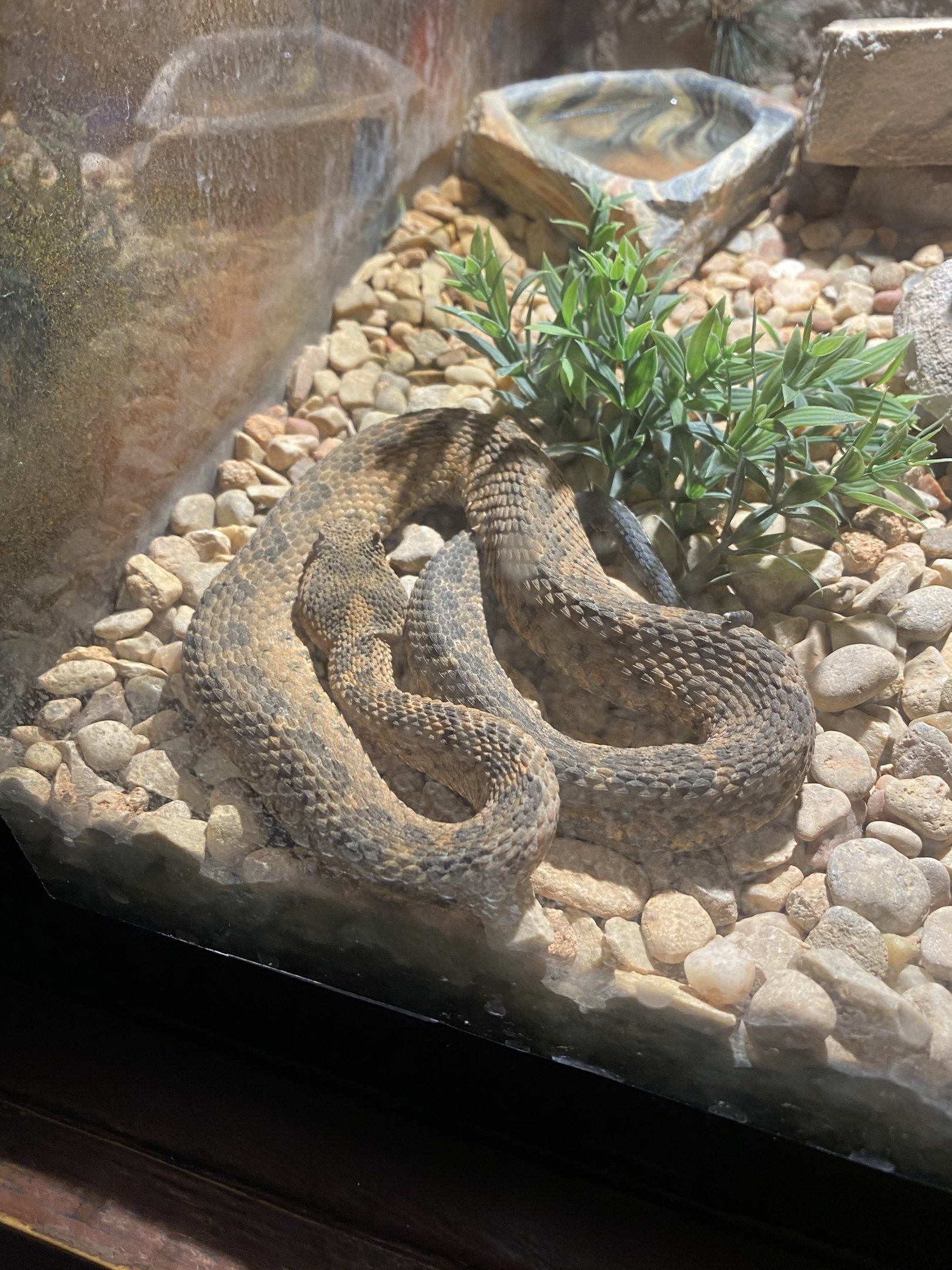 Black-tailed Horned Pitviper