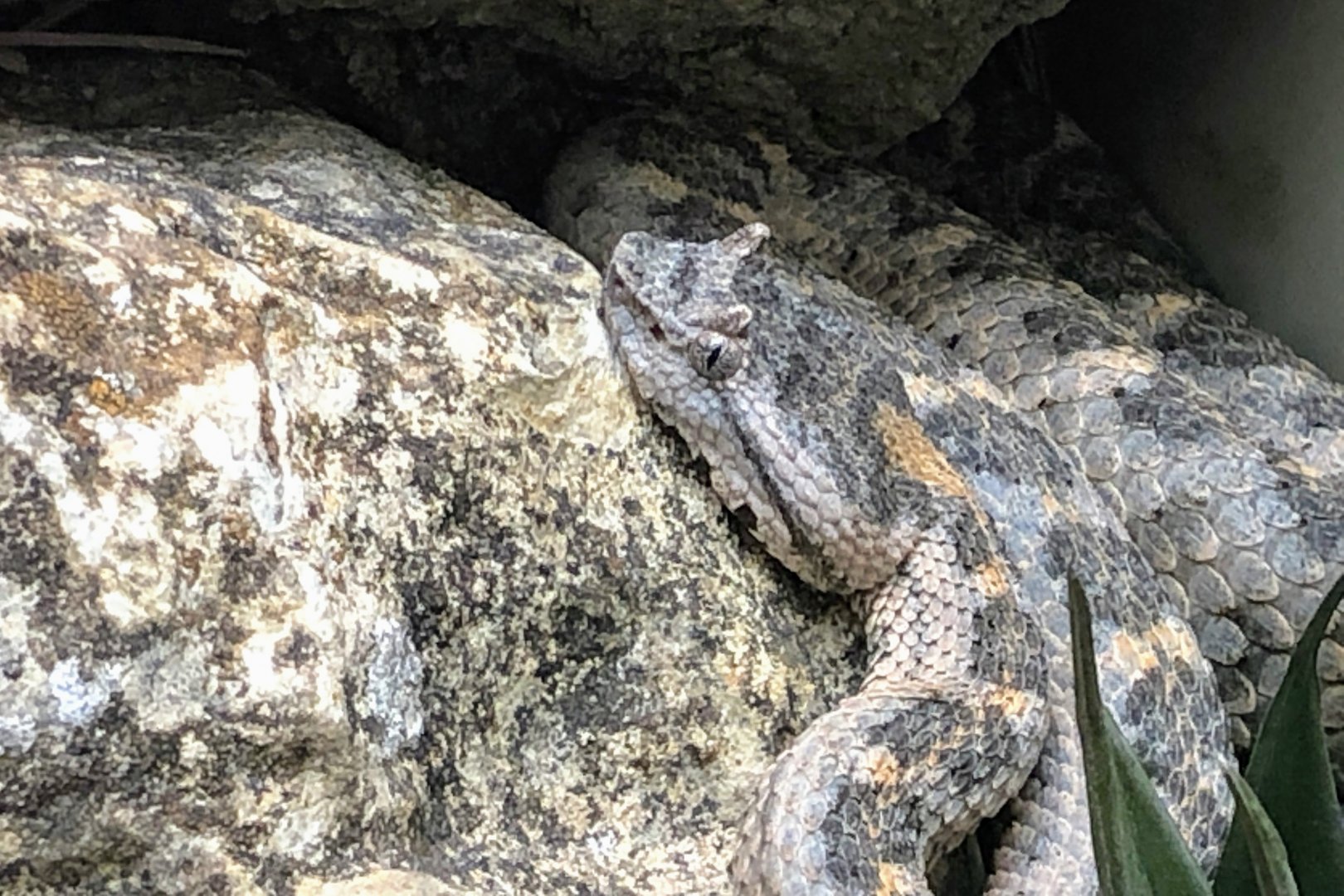 Black-tailed Horned Pitviper