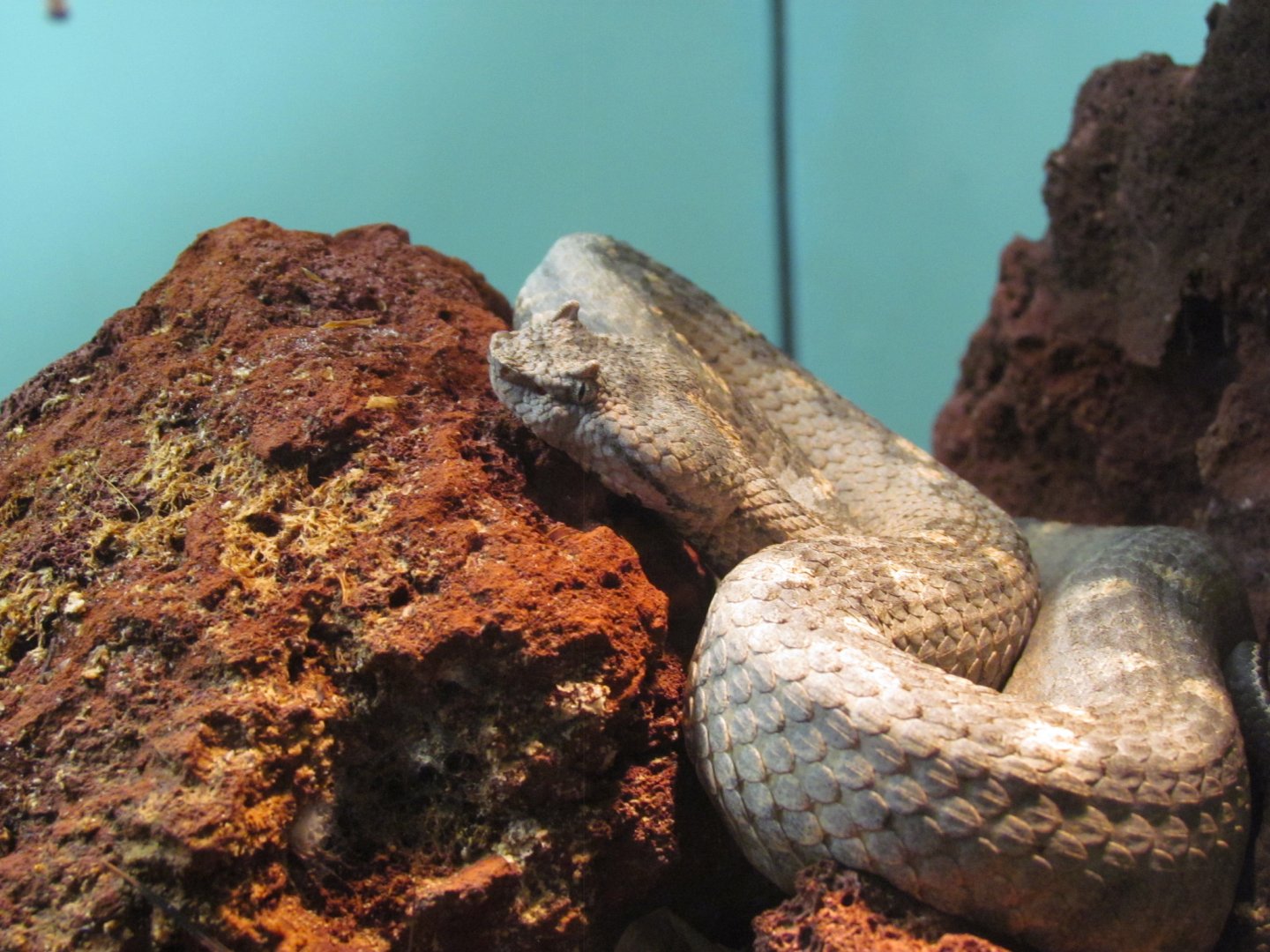 Black-tailed Horned Pitviper