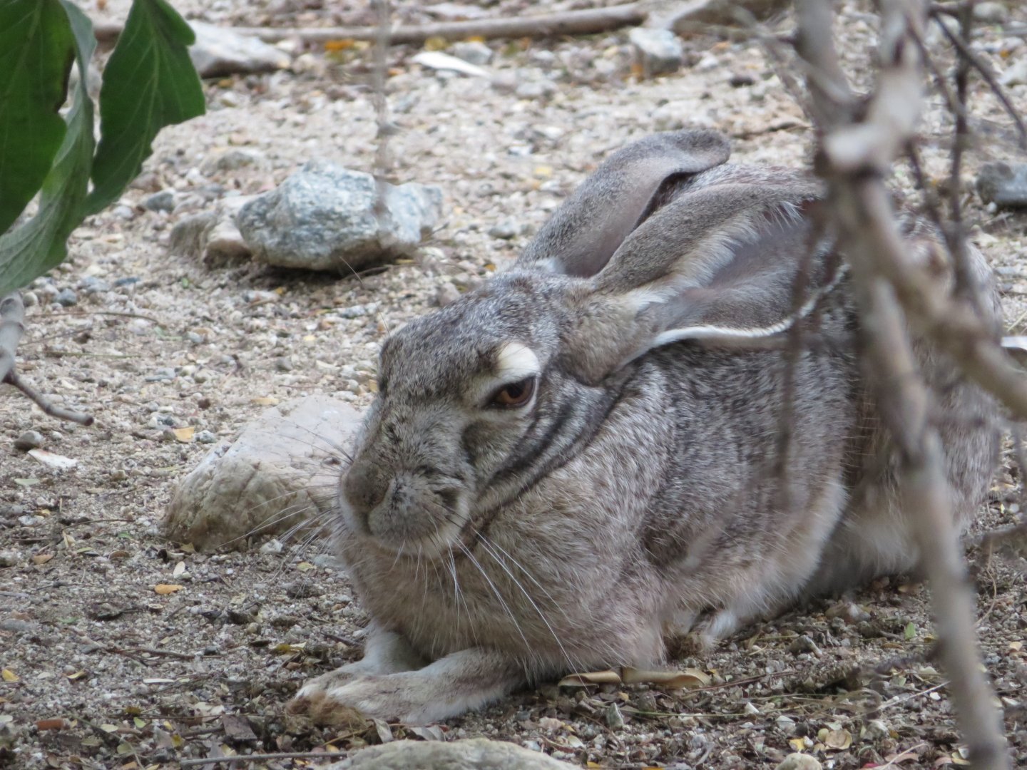 Black-tailed Jackrabbit (Captive)