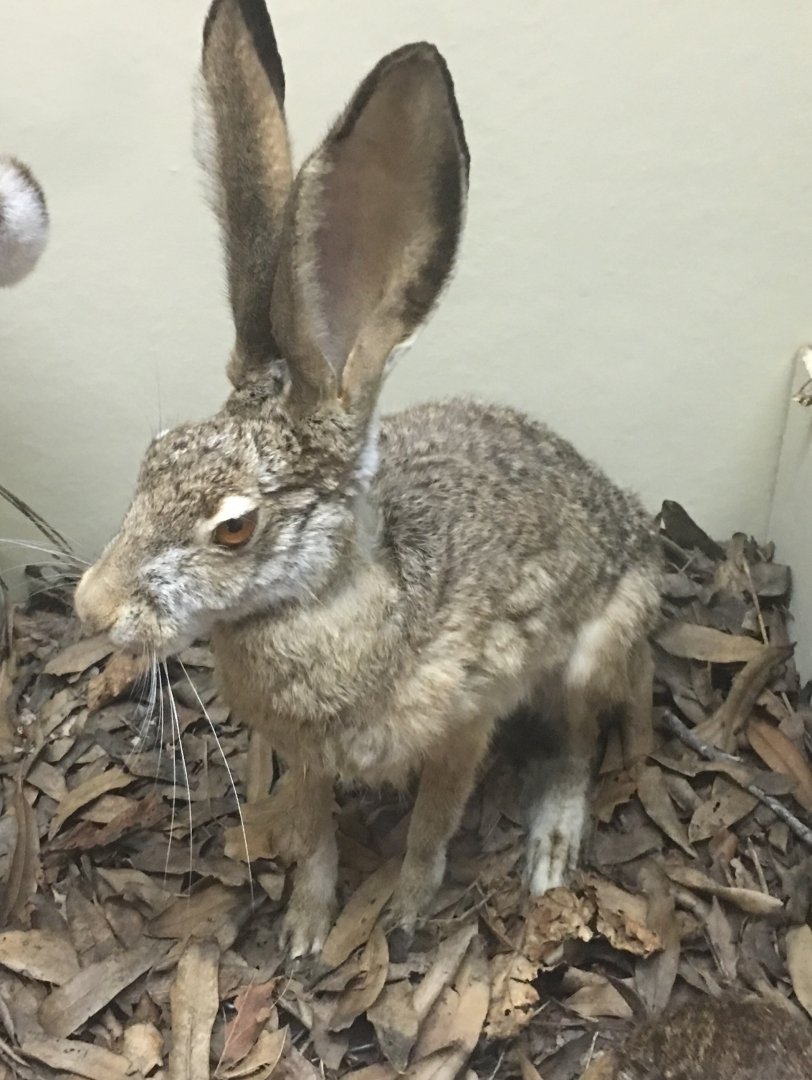 Black tailed jackrabbit (Lepus californicus californicus)