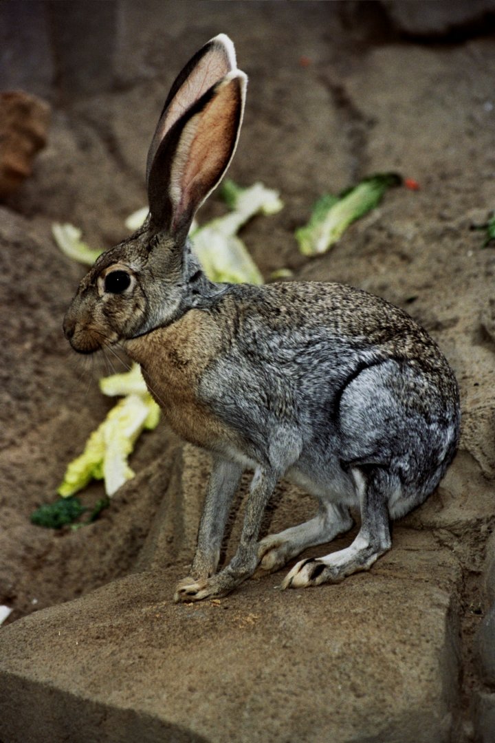 black-tailed jackrabbit (Lepus californicus) scanned from 2006