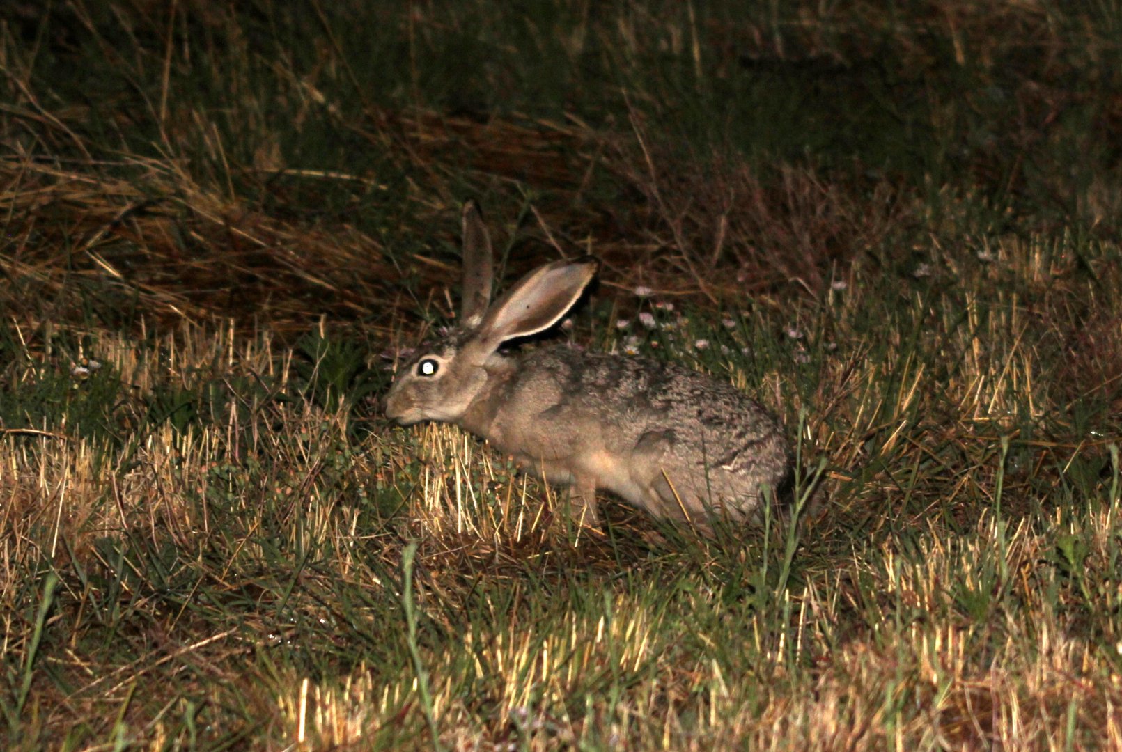 black-tailed jackrabbit (Lepus californicus)