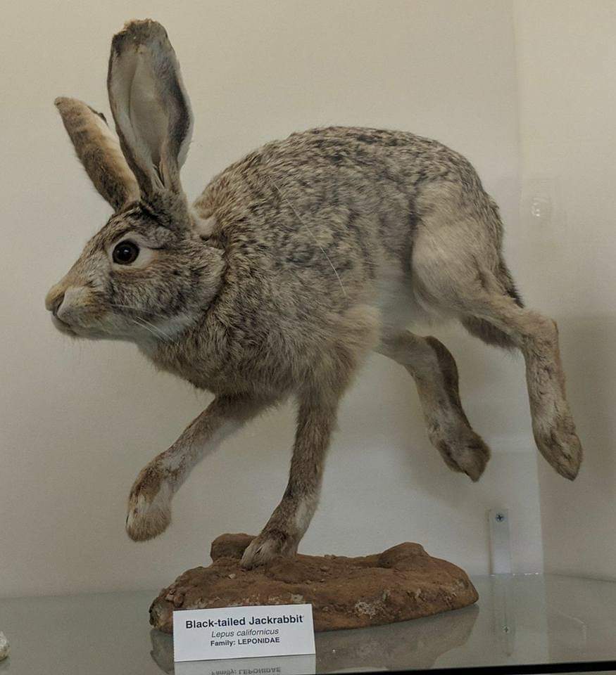 Black tailed jackrabbit (Lepus californicus)