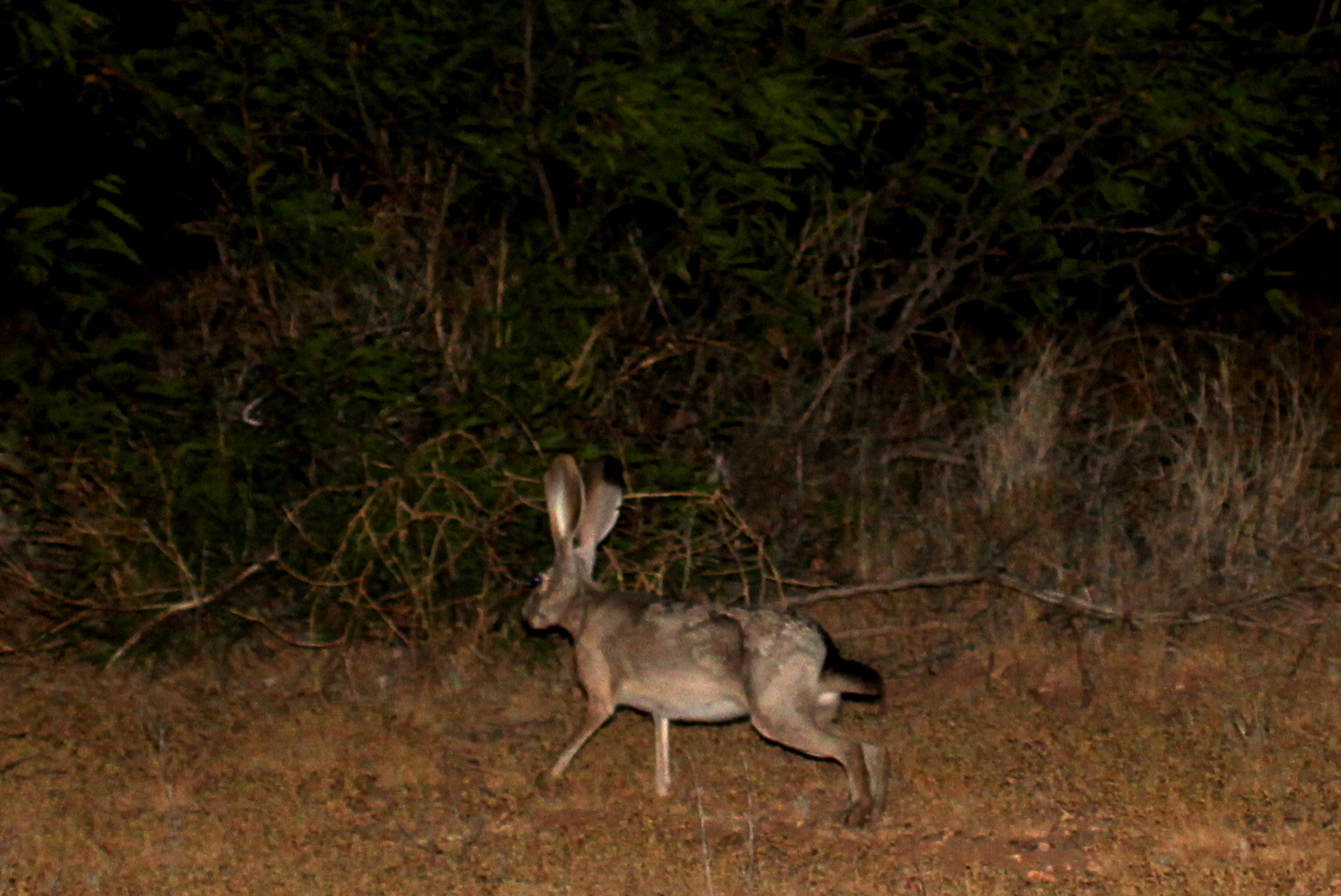 black-tailed jackrabbit (Lepus californicus)