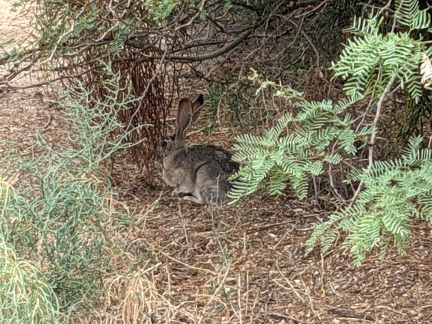 Black-tailed jackrabbit (Lepus californicus)