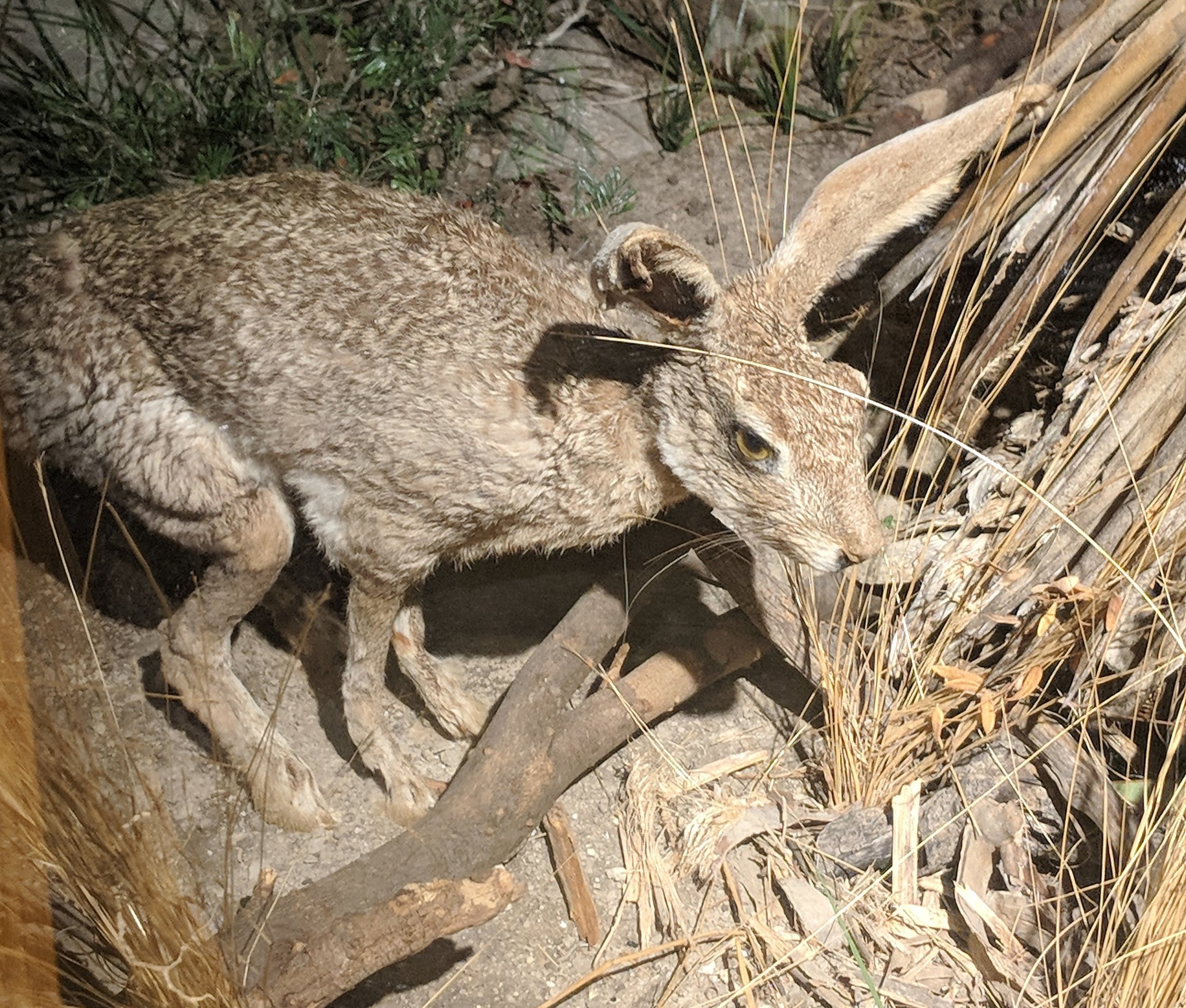 Black-tailed jackrabbit (Lepus californicus)