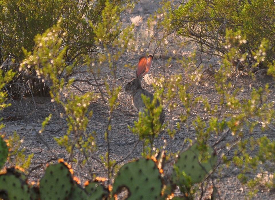 Black-tailed Jackrabbit - Texas