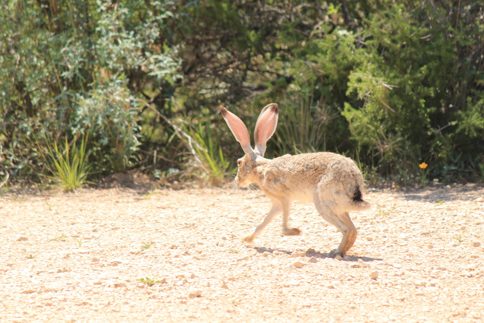 Black-Tailed Jackrabbit