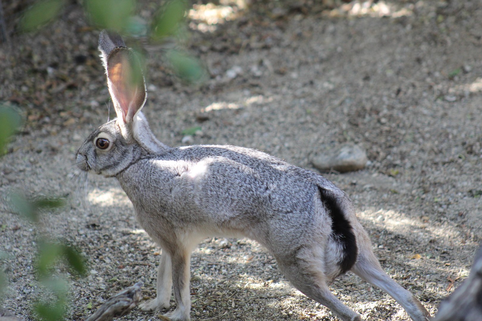 Black-Tailed Jackrabbit