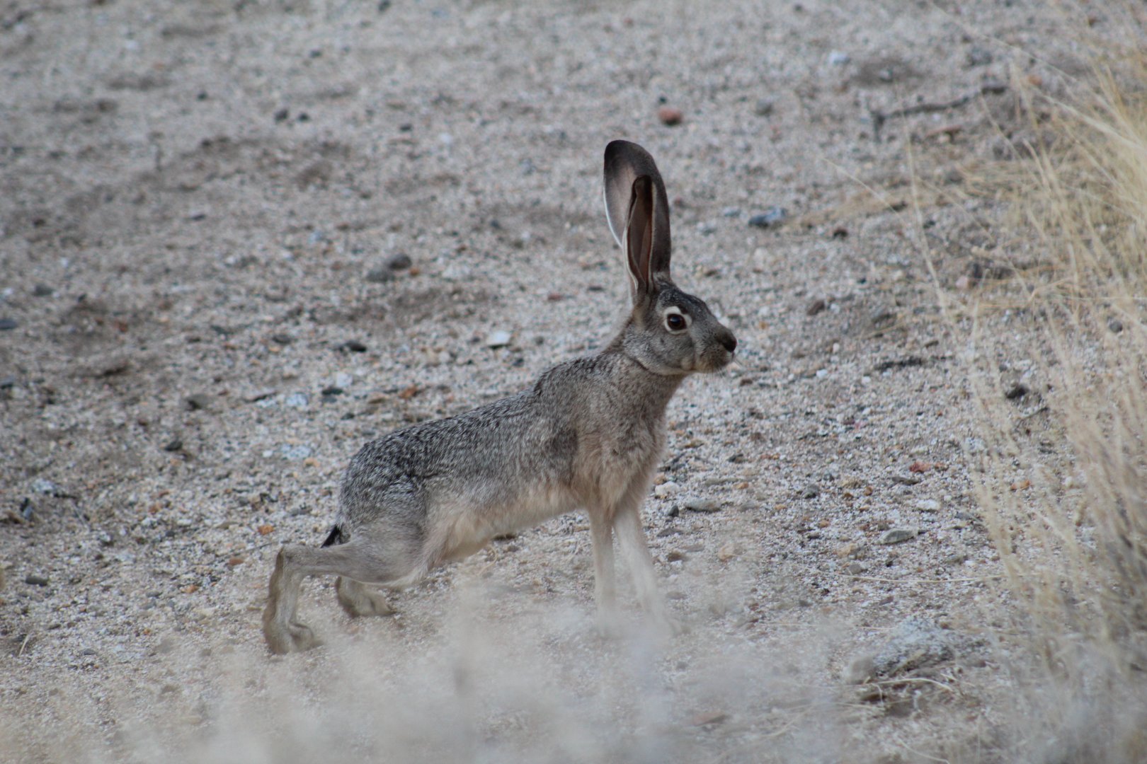 Black-Tailed Jackrabbit