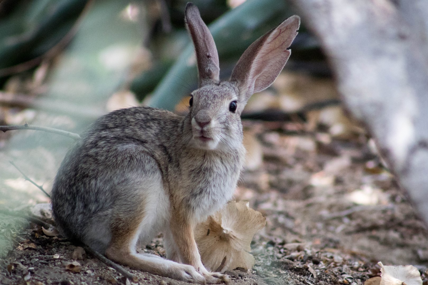 Black-tailed jackrabbit