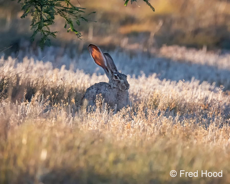 black tailed jackrabbit