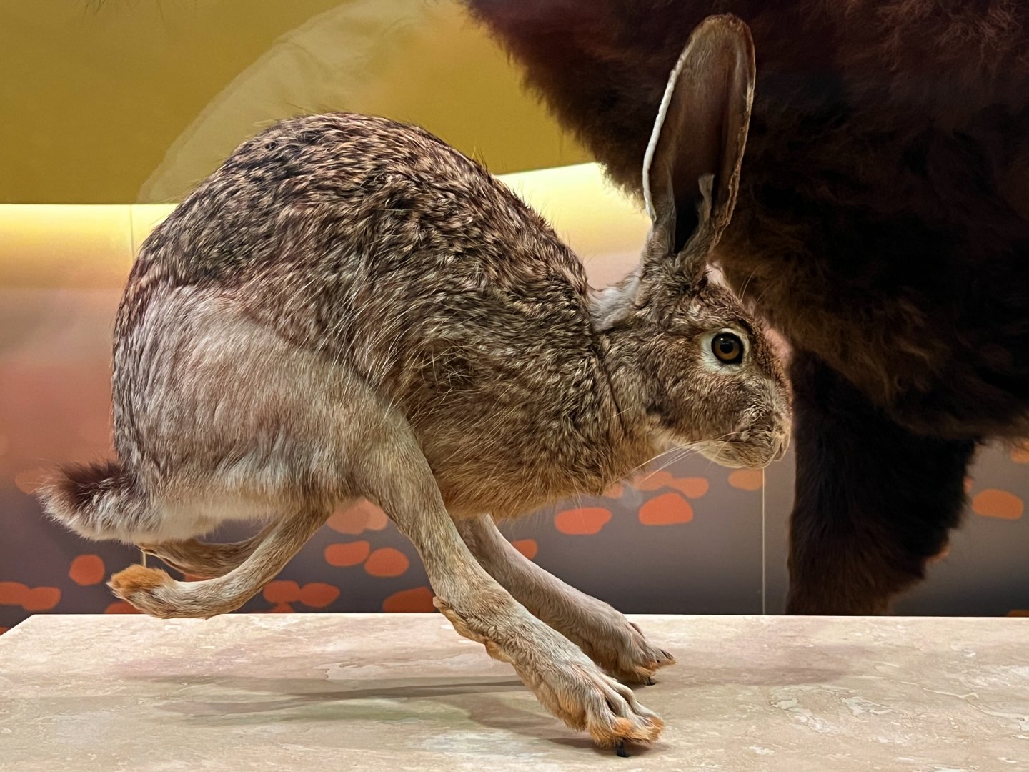 Black Tailed Jackrabbit