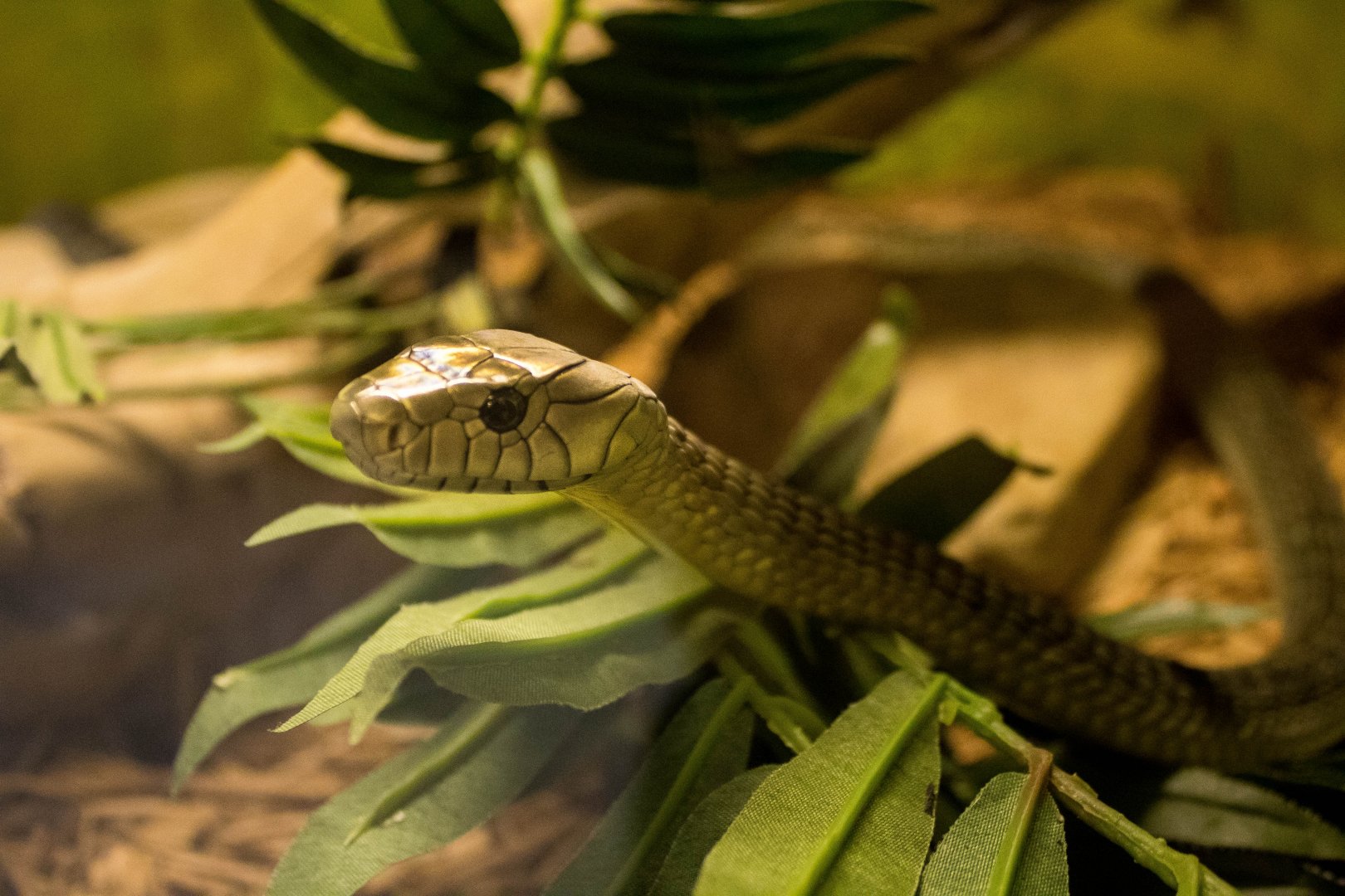 Black-tailed Jameson's mamba