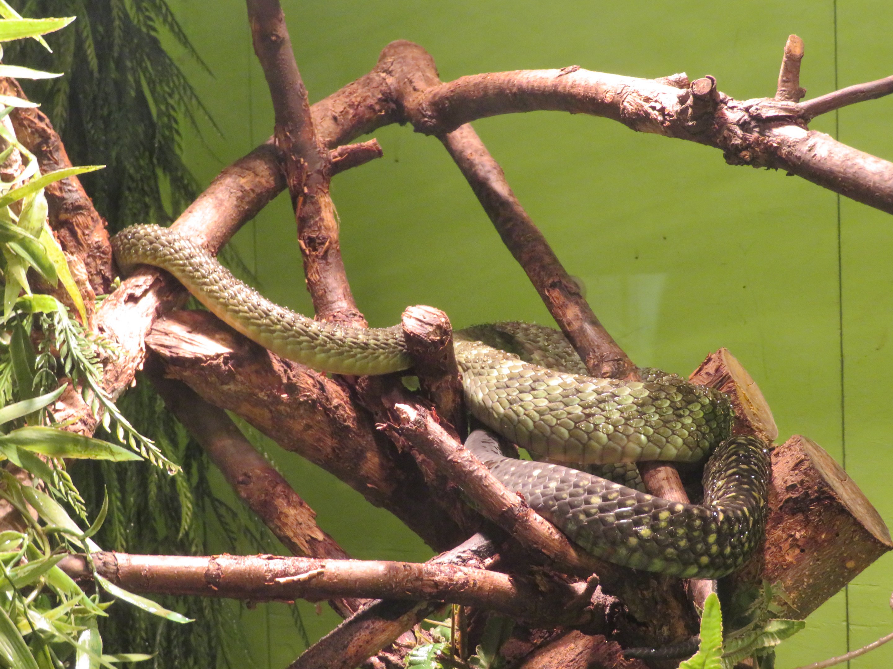 Black-tailed Jameson's Mamba