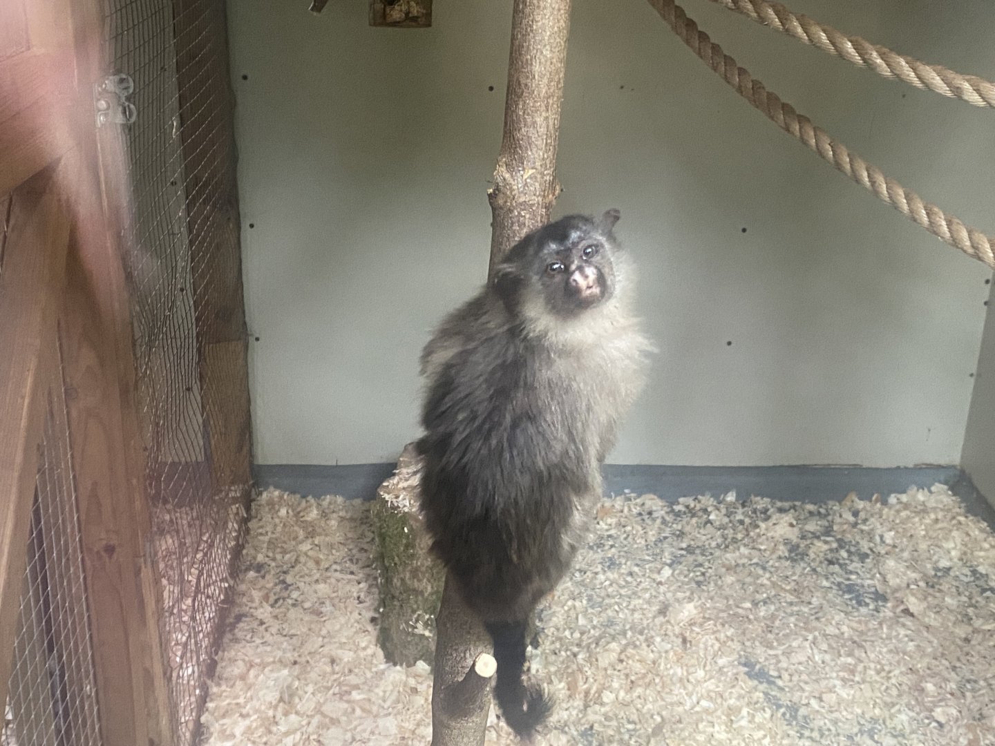 Black-tailed marmoset 050925