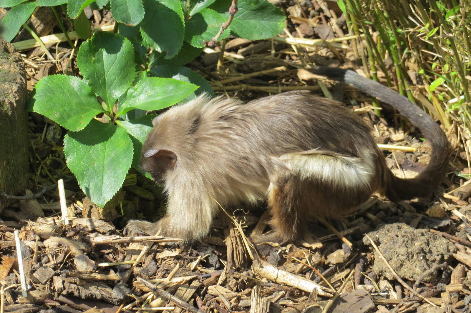 Black-tailed Marmoset 090515