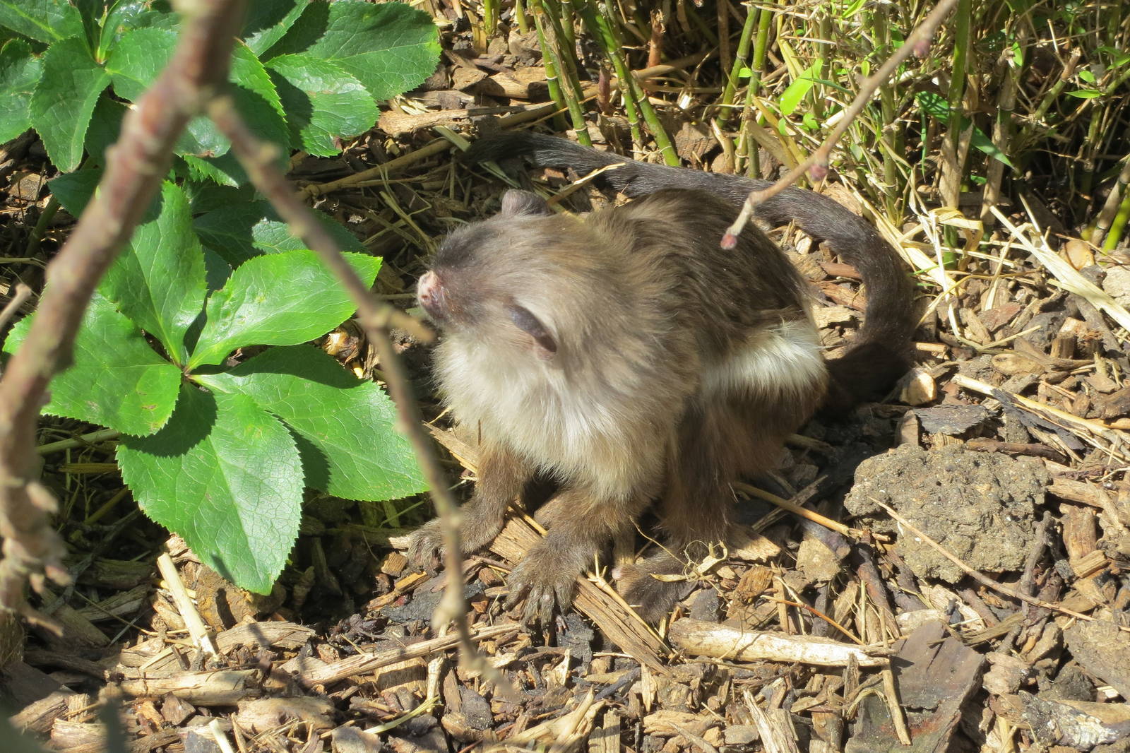 Black-tailed Marmoset 090515