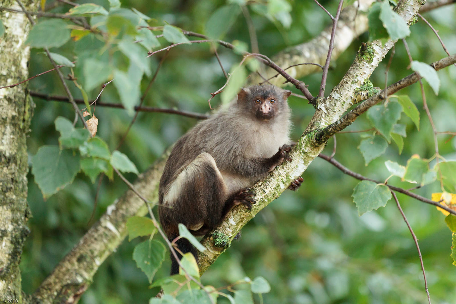 Black-tailed Marmoset - 29/09/2010
