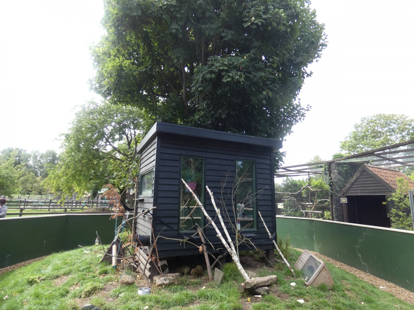Black-tailed Marmoset and Agouti enclosure