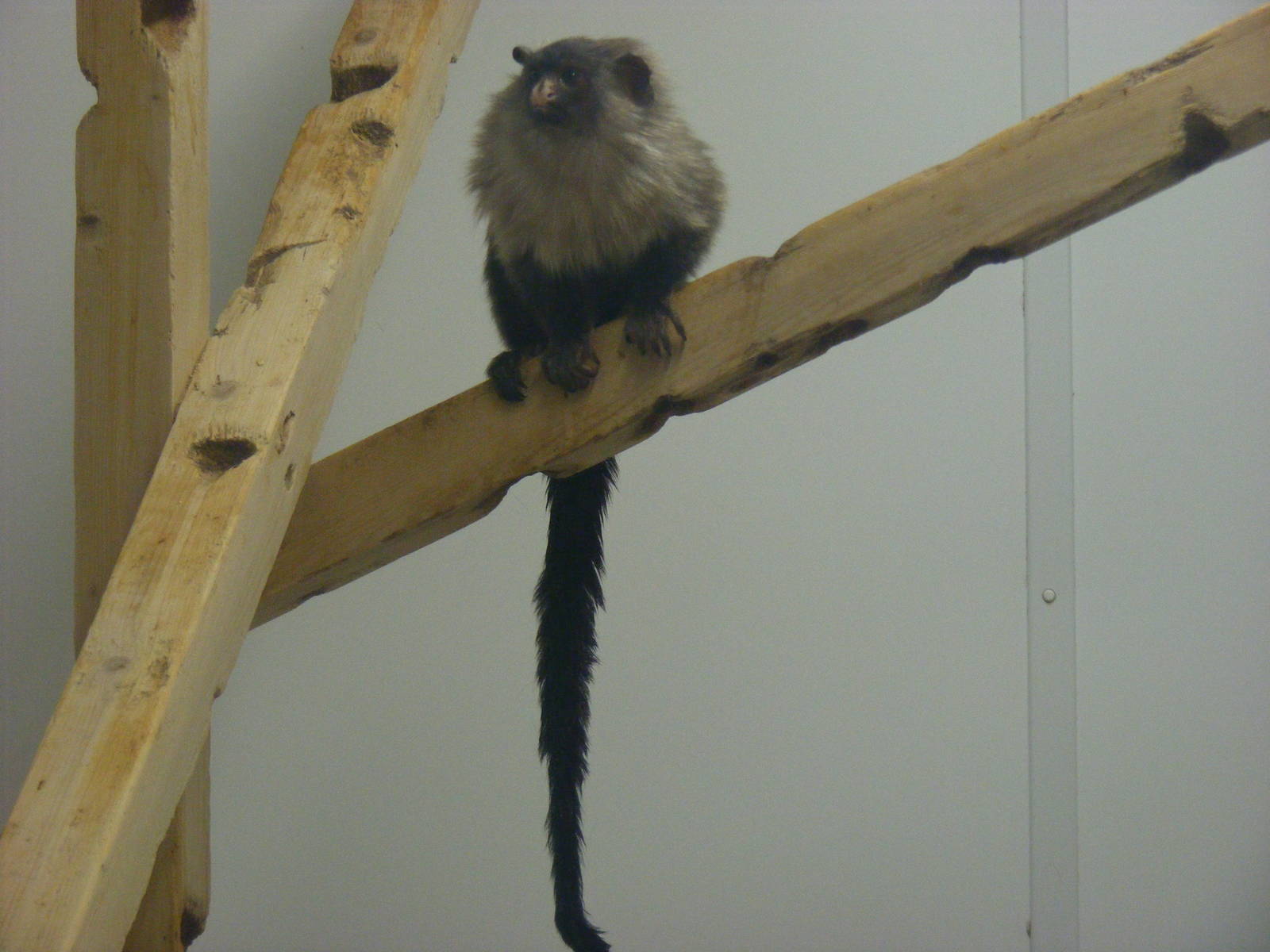 Black-tailed marmoset at Exmoor Zoo, 29 December 2010