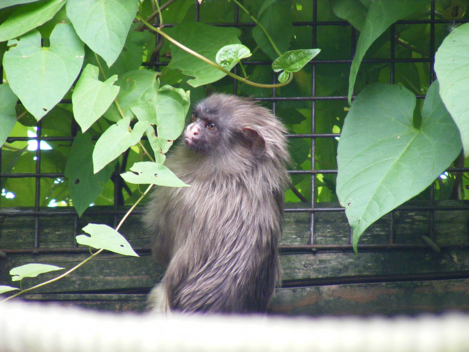 Black-tailed marmoset at Paradise Wildlife Park, 5 September 2010