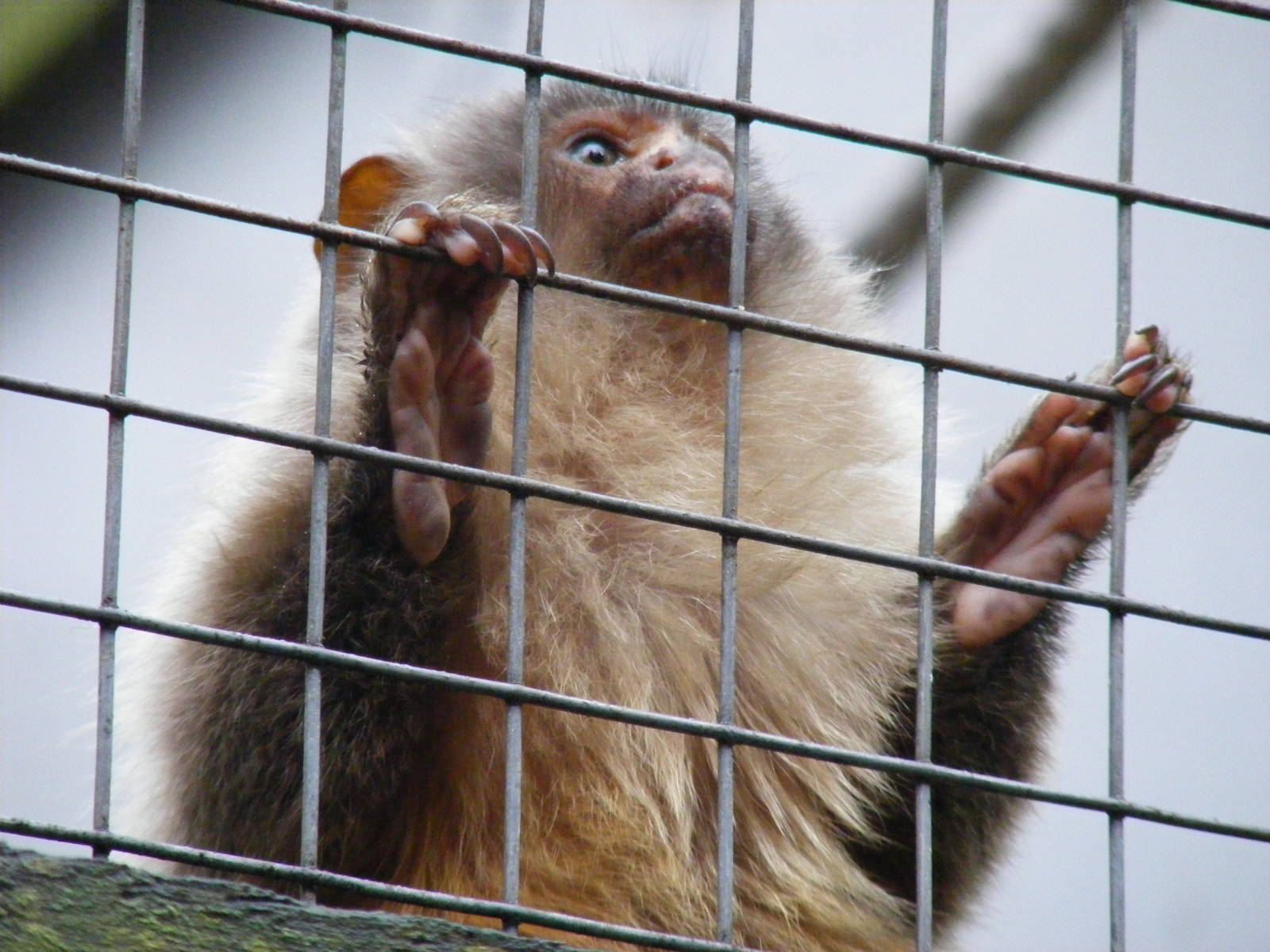 Black-tailed marmoset at Shaldon Zoo, 28 December 2010