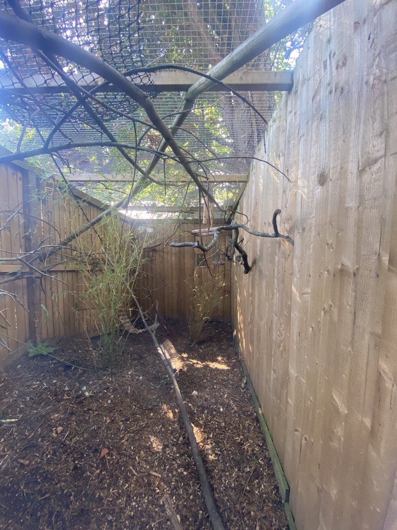 Black-tailed marmoset enclosure 290723