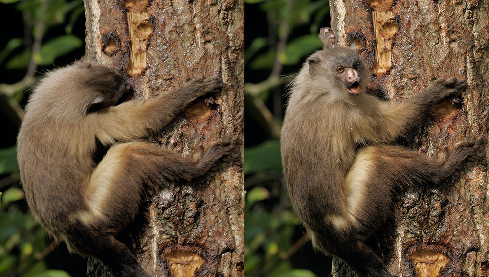 Black-tailed marmoset feeding on sap (composite)