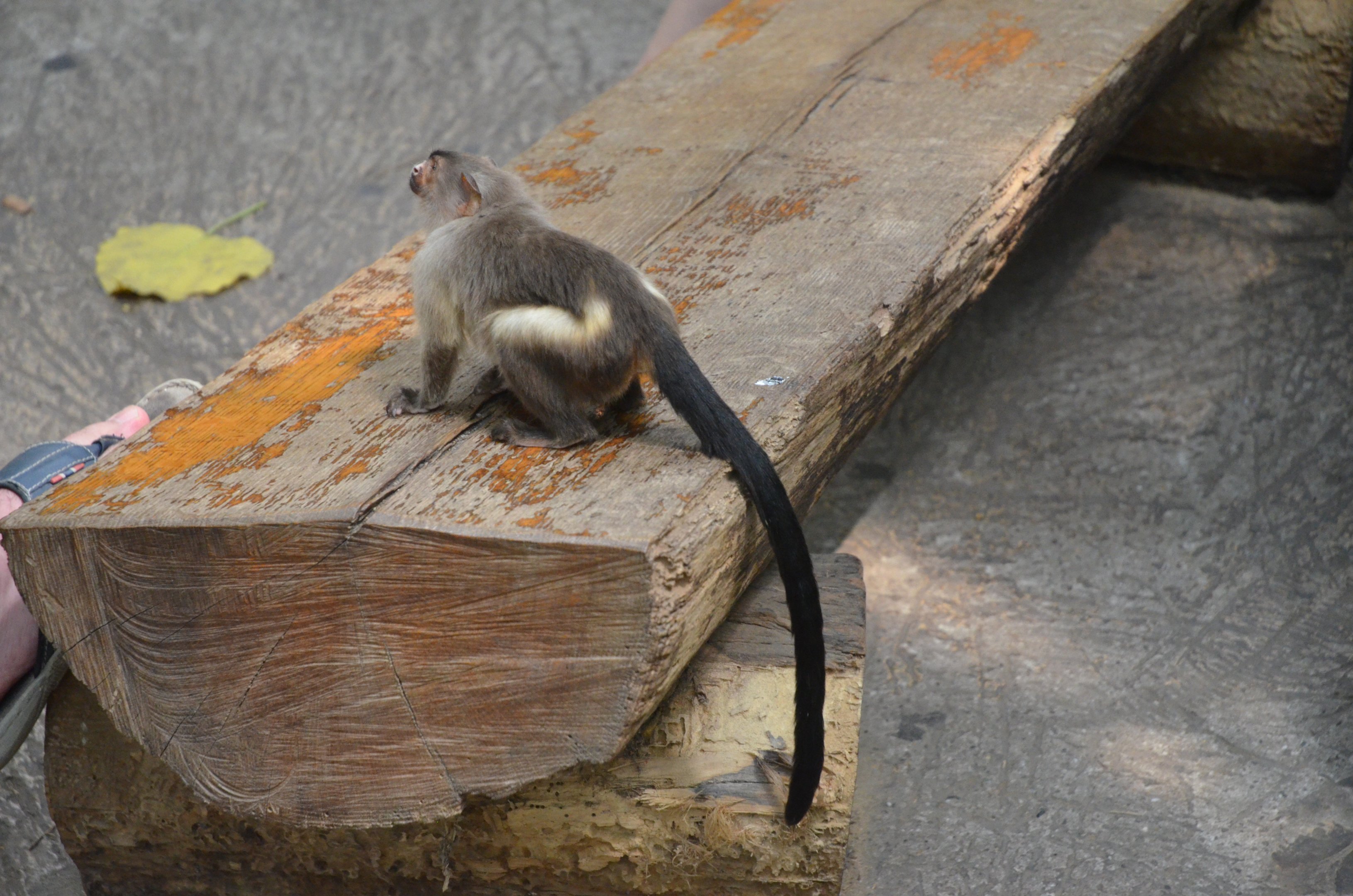 Black-tailed Marmoset Investigates at Duisburg, 17/06/19